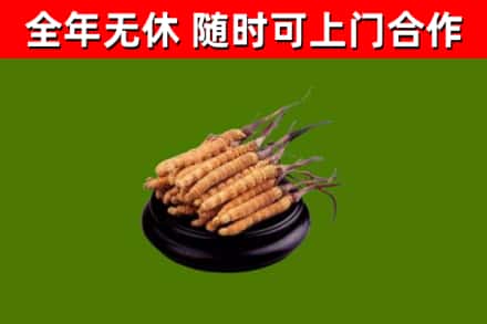 兖州区回收散虫草