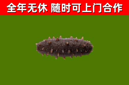 兖州区回收海参干